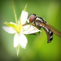 /album/meczedlakazdego/photolia-a02-jpg/