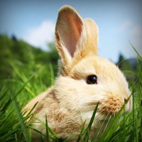 /album/meczedlakazdego/photolia-a03-jpg/