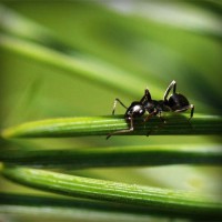 /album/meczedlakazdego/photolia-a05-jpg/