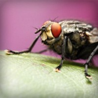 /album/meczedlakazdego/photolia-a08-jpg/